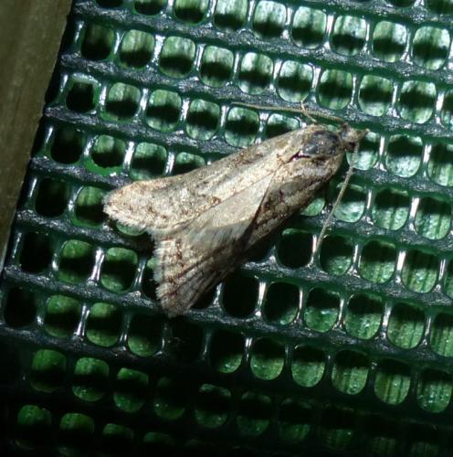 Réf. 316 876 : Cnephasia sp.